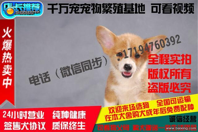 纯种柯基犬繁殖基地出售两色三色柯基宝宝 纯种健康E